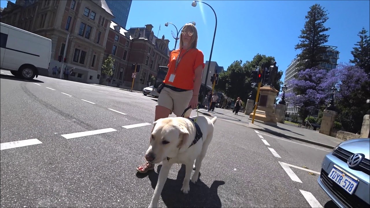 Advanced Guide Dog Training