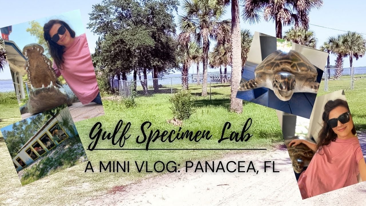 Посещение аквариума Gulf Specimen в Панацее, Флорида: мини-видеоблог о путешествиях