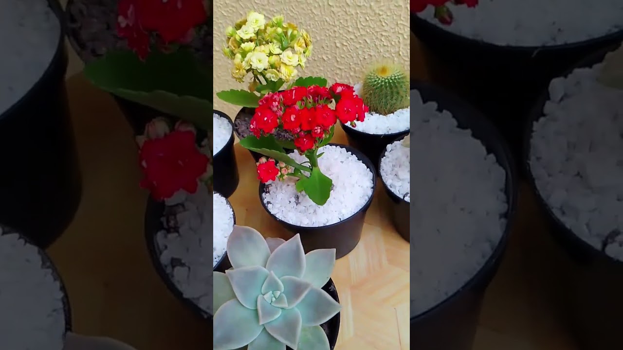 suculentas e cactos diversos #suculentas #plantas #cactos #flores #pedeinhas #jardim #floresterapia