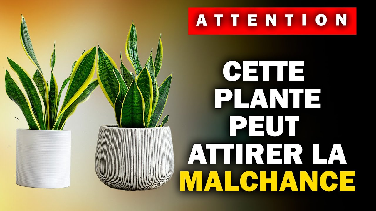 Ne placez jamais cette plante ici - Elle attire la malchance et la pauvret&eacute;.