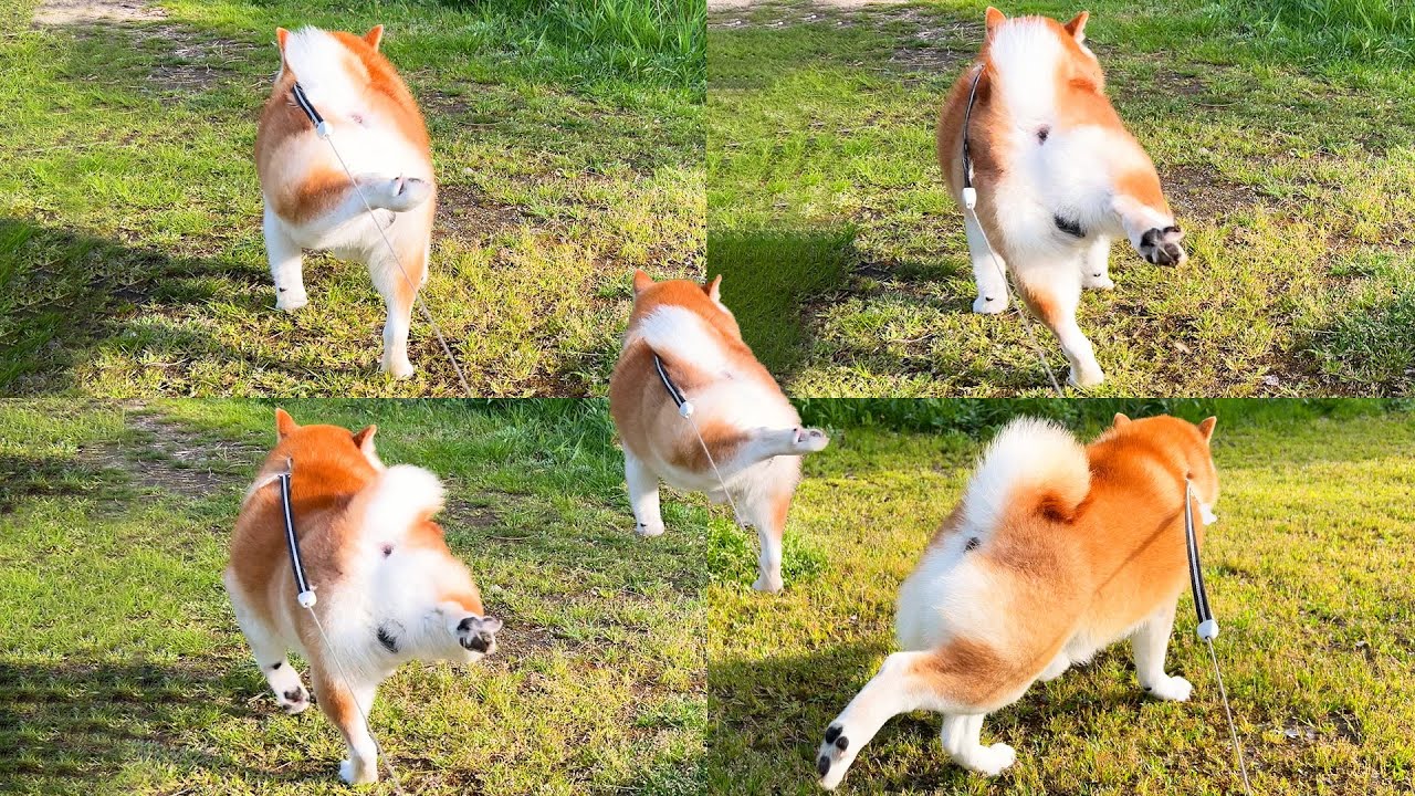 Shibe uses the Shibe Step to kick up dirt, all of which hits the family behind him.