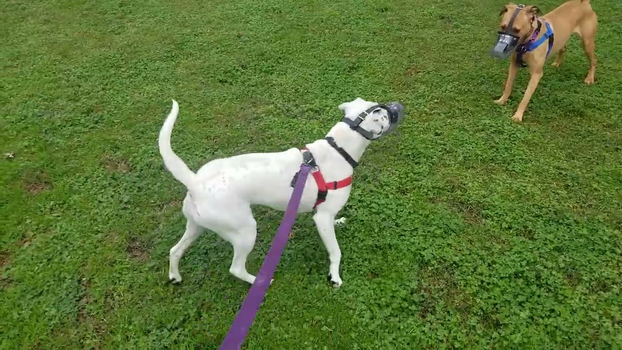 Snow Meets Splash - On Leash