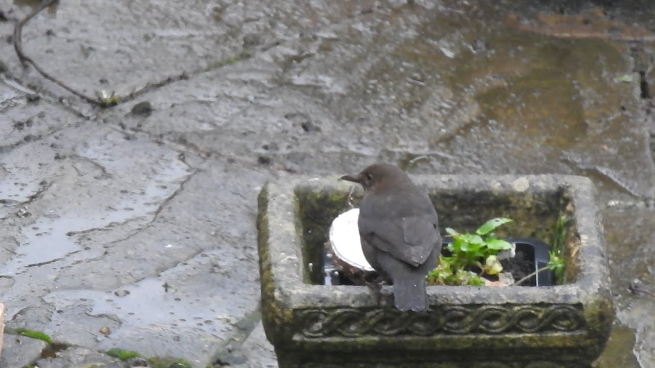 Blackbirds in the Rain. Feed the birds UK 22 01 26