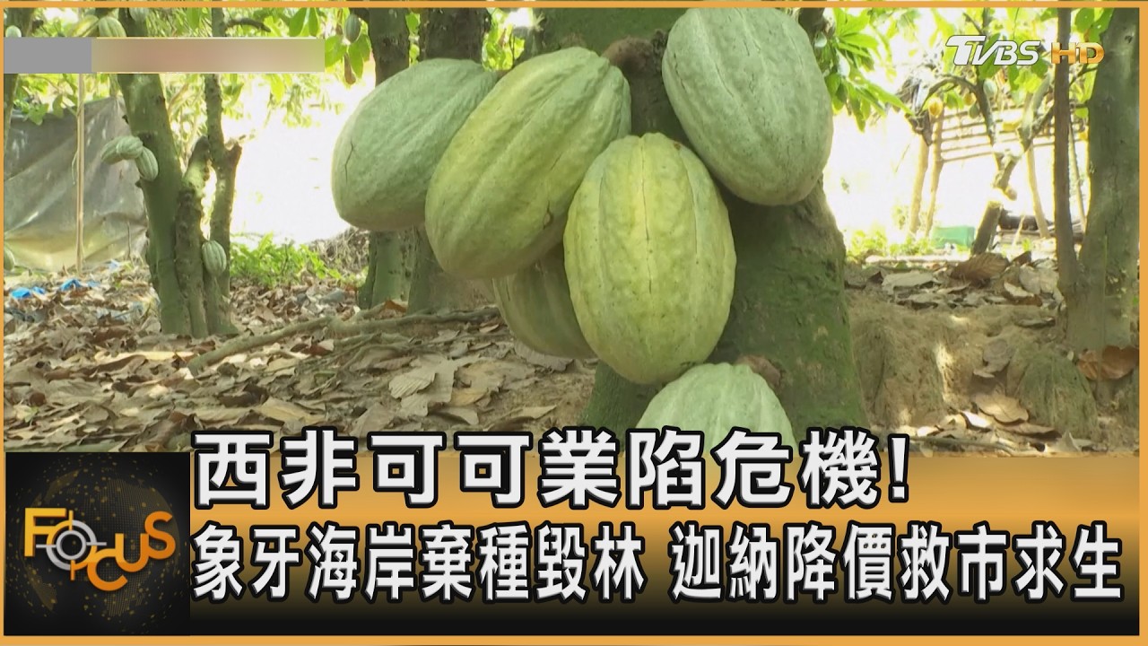 西非可可業陷危機! 象牙海岸棄種毀林 迦納降價救市求生｜方念華｜FOCUS全球新聞20260310 @TVBSNEWS01