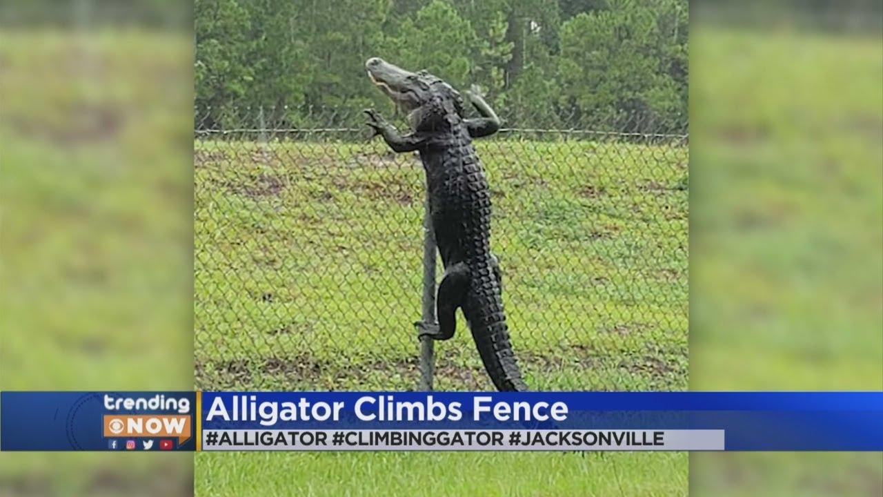 VIDEO: Alligator Climbs Fence In Florida