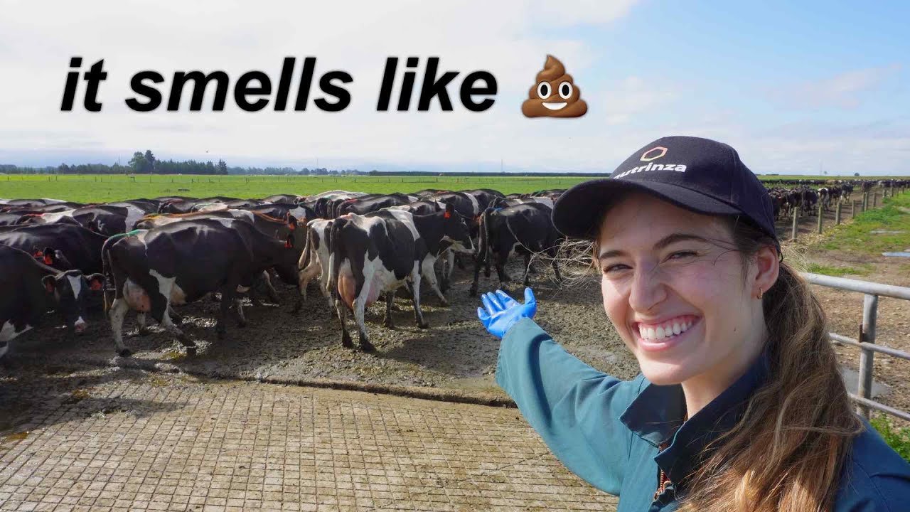 POV: you're a city girl on a dairy farm in New Zealand