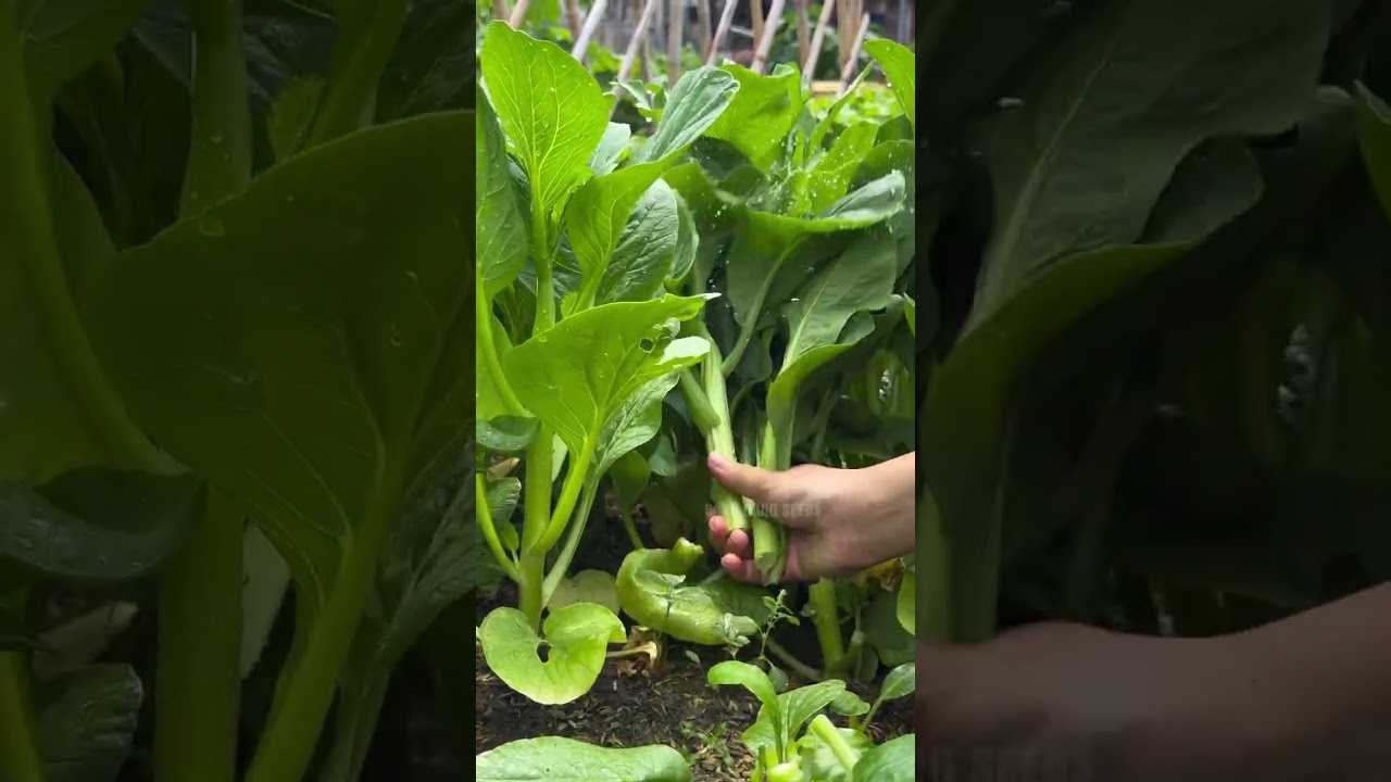 Lẩy cải ngồng v&agrave;o x&agrave;o tỏi nữa n&egrave; b&agrave; con