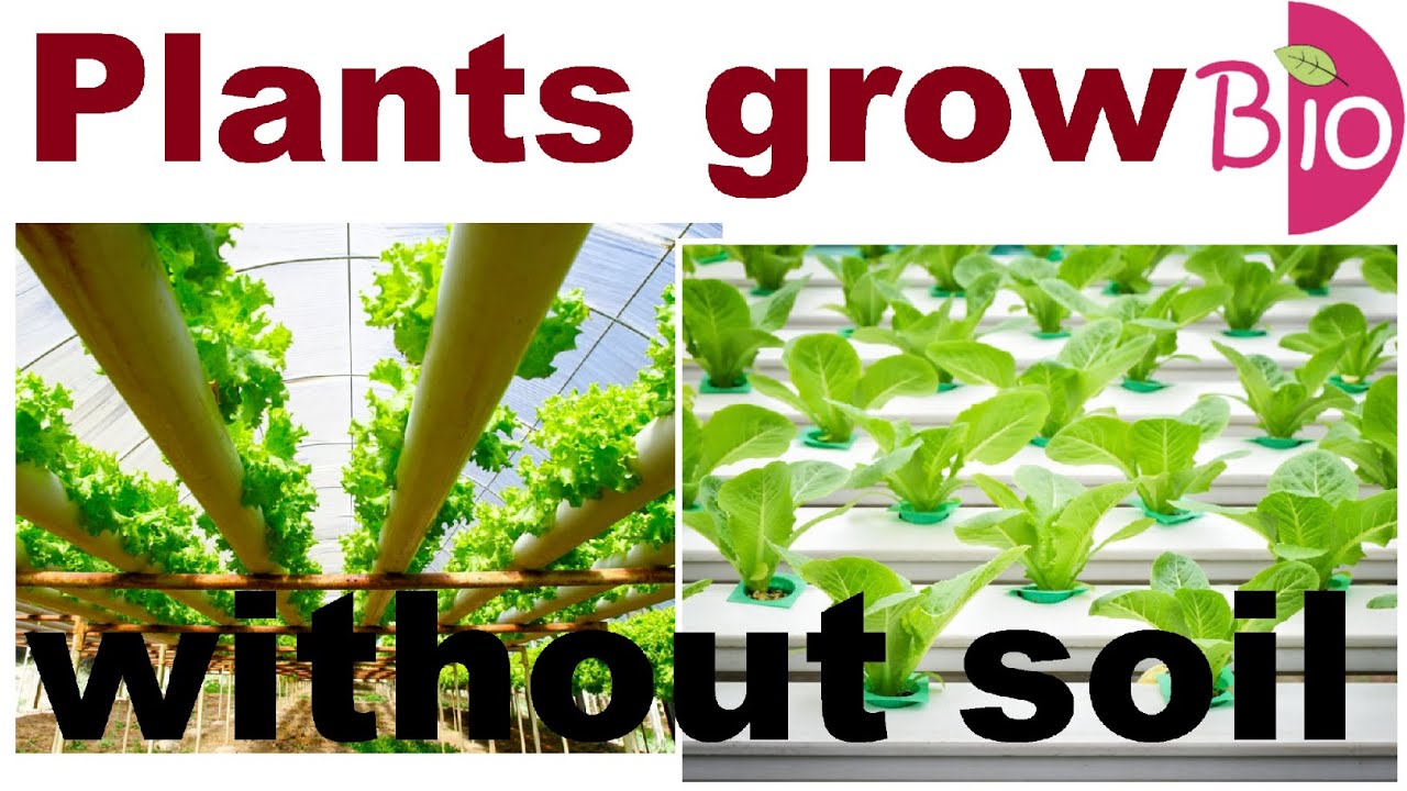 Hydroponics and Aeroponics by Simply The Best BIO