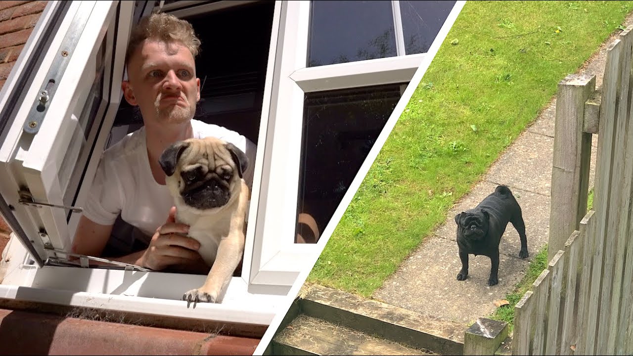 There's A New Pug On The Block! ..