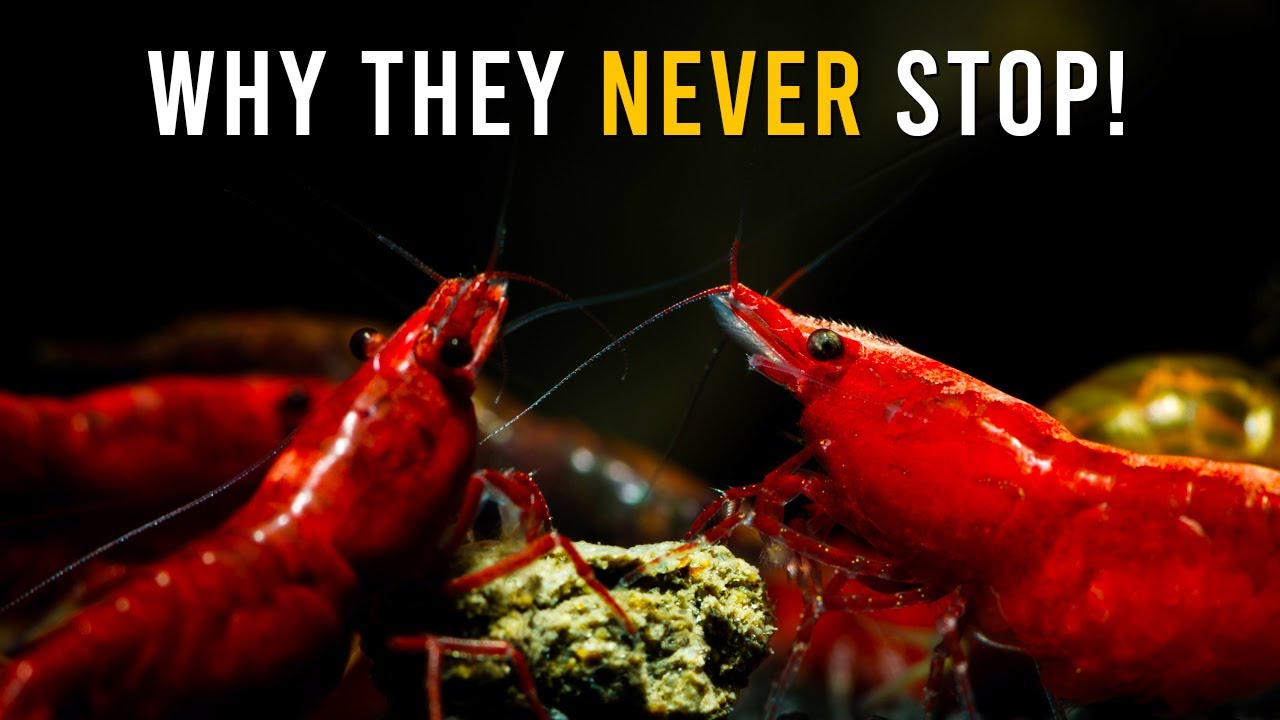 The SURPRISING Reason Your Aquarium Shrimp Are Always Eating!