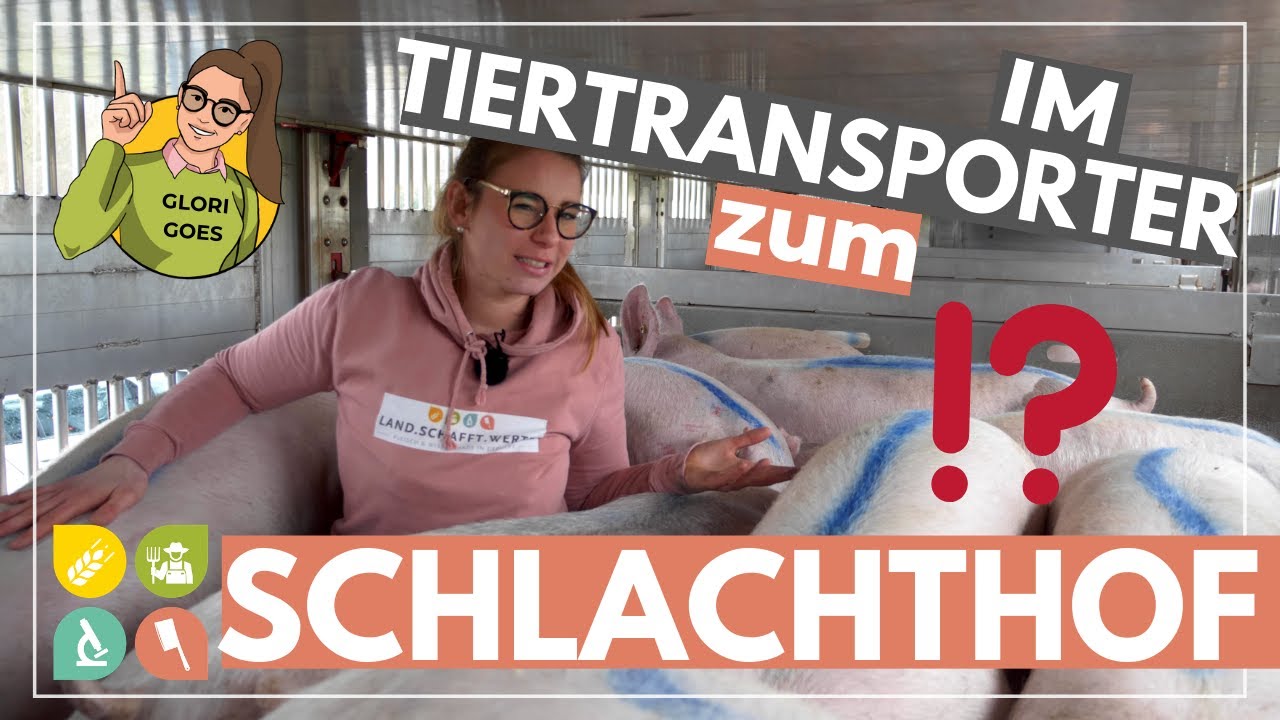 Glori goes Tiertransport  | Mit Schweinen zum Schlachthof