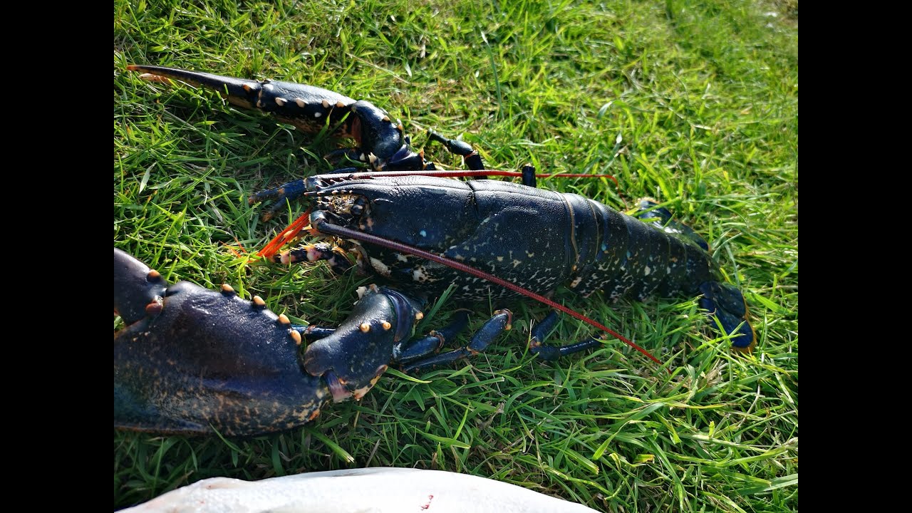 P&ecirc;che aux homards Plouescat