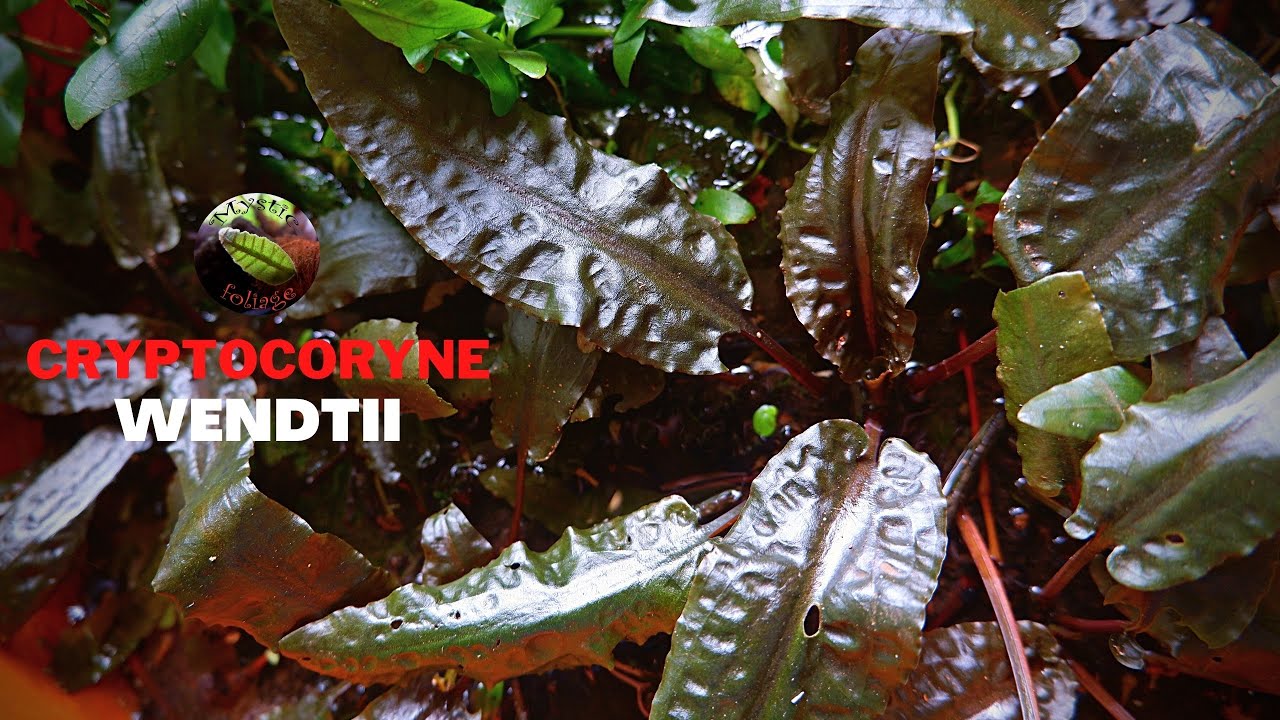 Cryptocoryne Wendtii