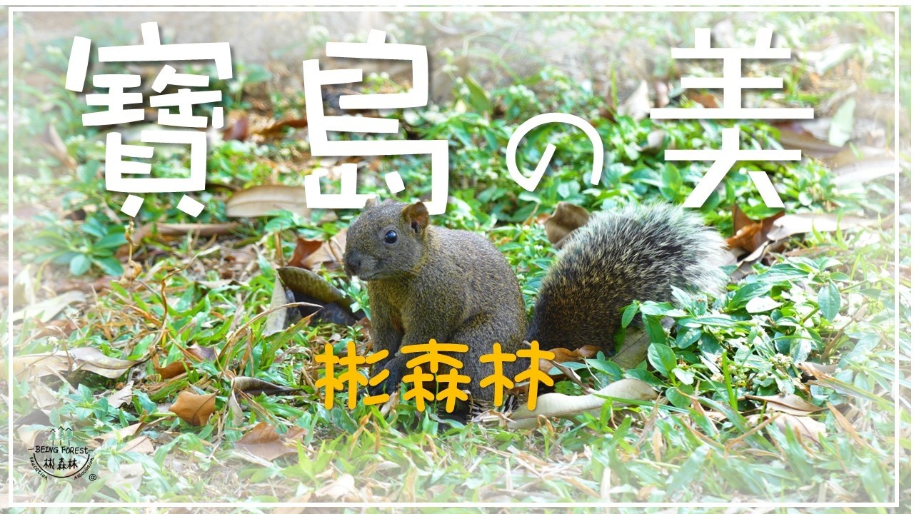 4K HD (寶島的美) 帶著孩子們看不曾有過的風景  彬森林冬令營