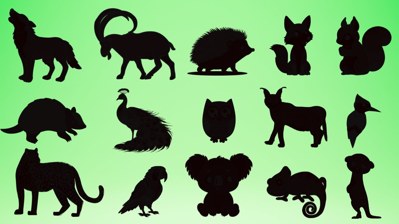 Guess the shadow of Wild Animals |Fun Educational Song for Kids