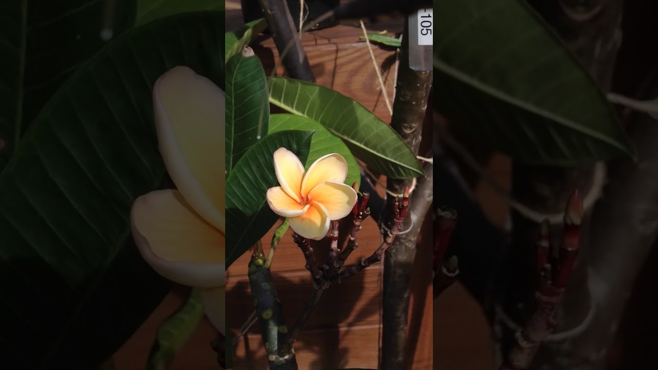 Hand Pollinating Plumeria using the Twirling Method  ~ Part Two