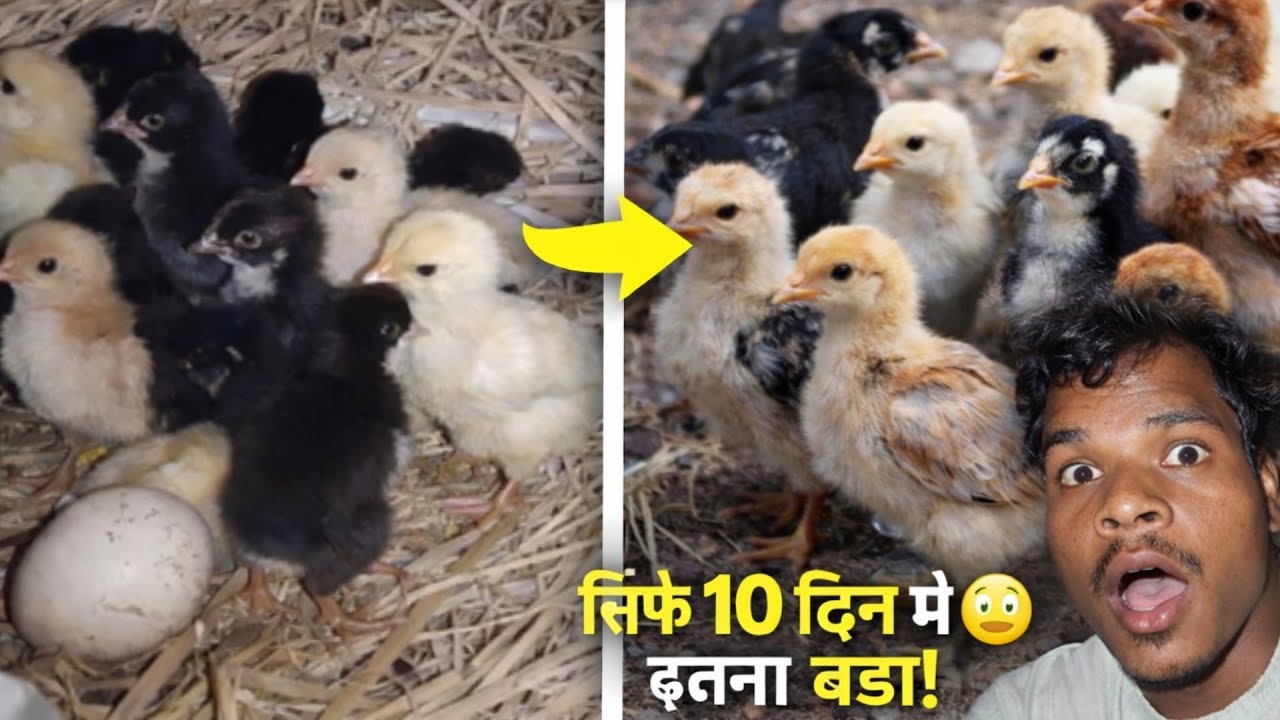 देसी मुर्गी के 1 से 10 दिन के बच्चे | पूरा फार्म सेटअप