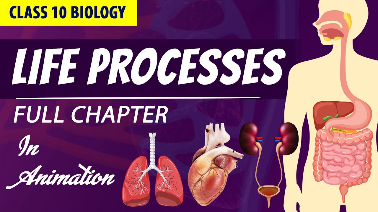 Life processes Full chapter | class 10 Animated video | 10th BIOLOGY | ncert #science | Chapter 6