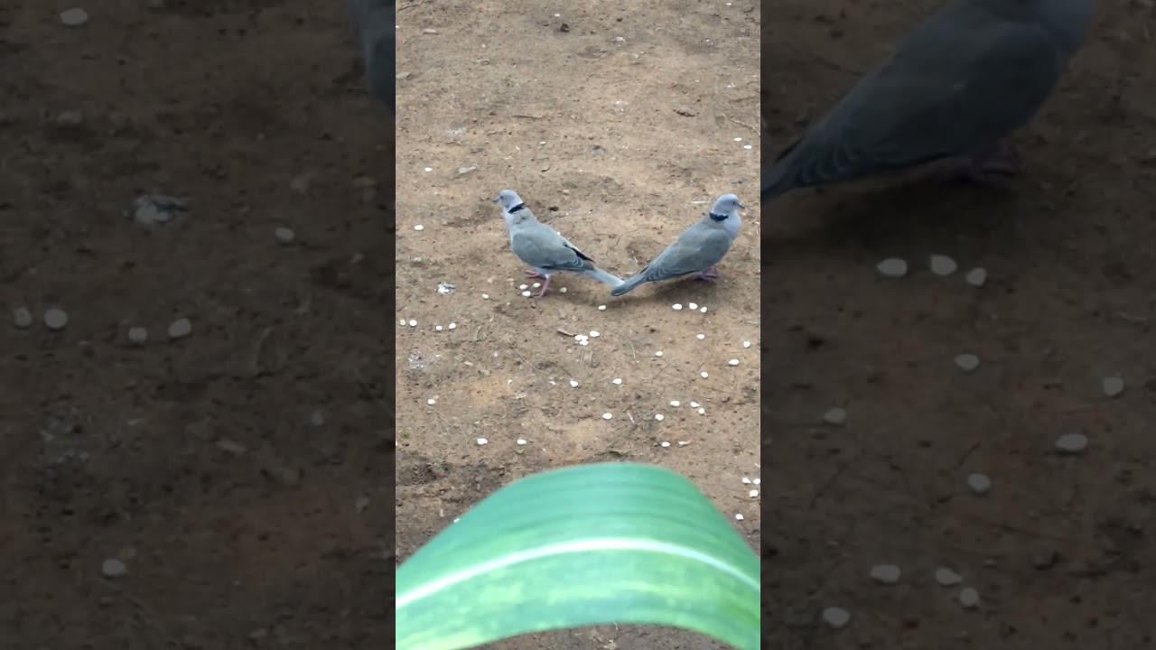 Scenic African Mourning Doves of Asego
