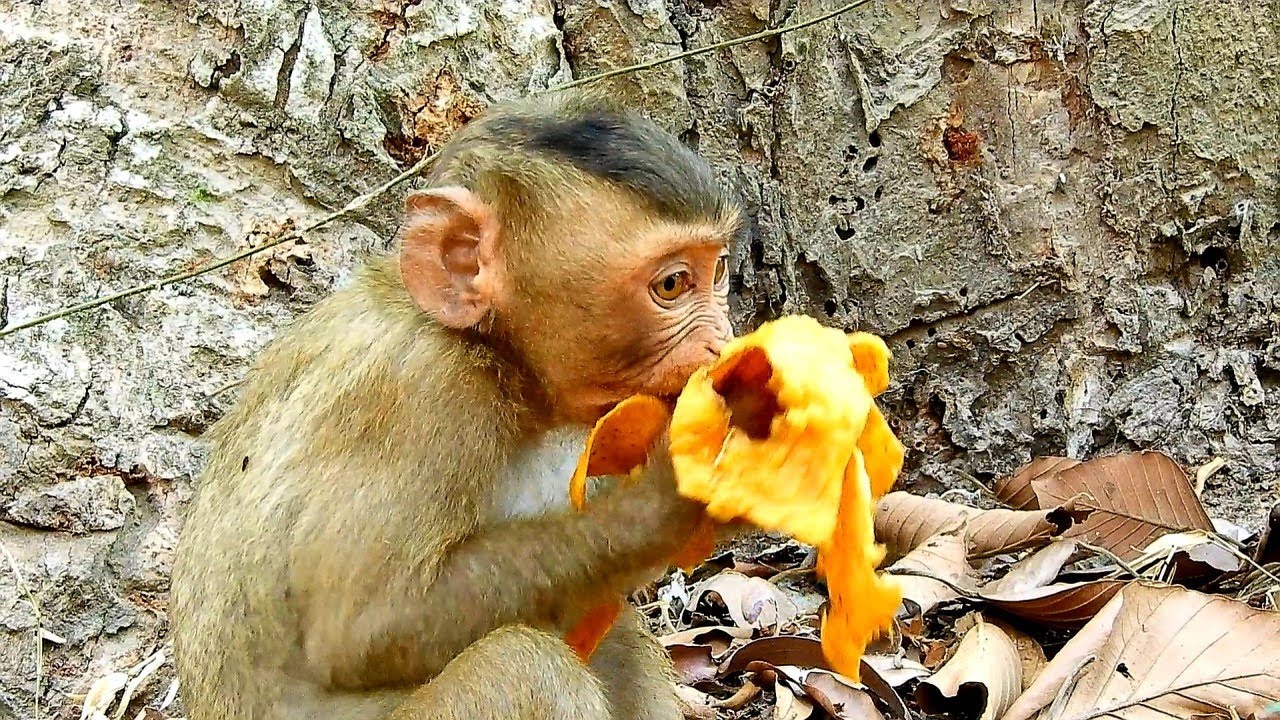 Baby Monkey Rex Look So Fat Than Before Cos He Eating A Lot, Good Young Mom Monkey Rose
