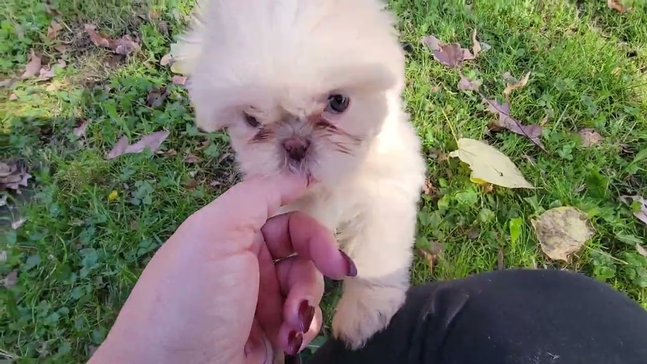 Shimmer and Newton's Puppies First Time Outside! 🌞❤️🐶 10/22/24