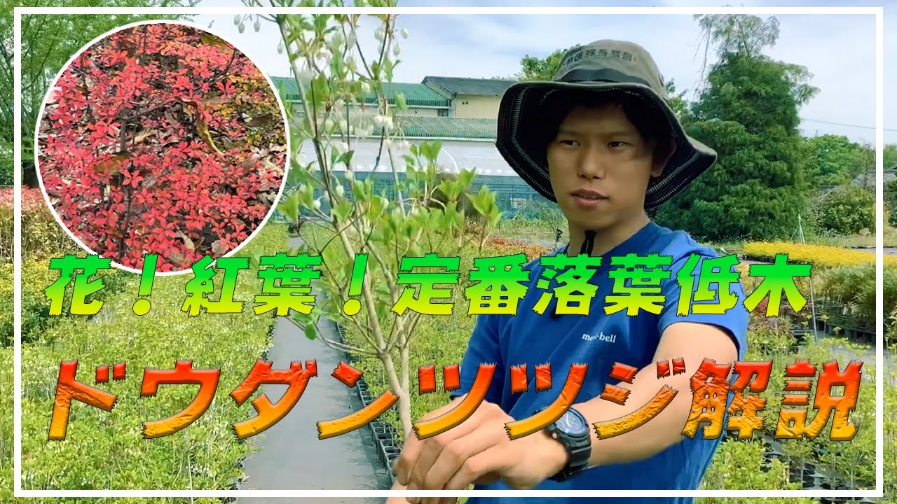 花も紅葉も楽しめる！定番落葉低木ドウダンツツジ　洋風和風、雑木の庭なんでもござれ！