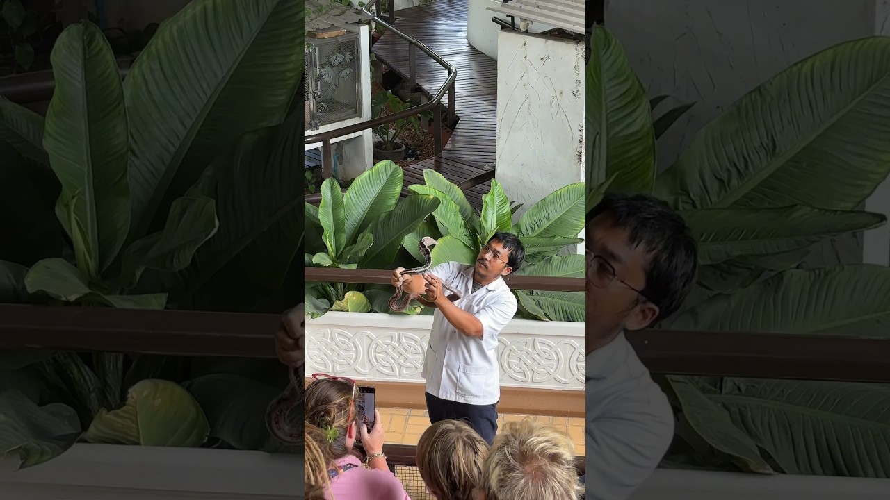 Bangkok Yılan &Ccedil;iftliği 🇹🇭| Snake Farm