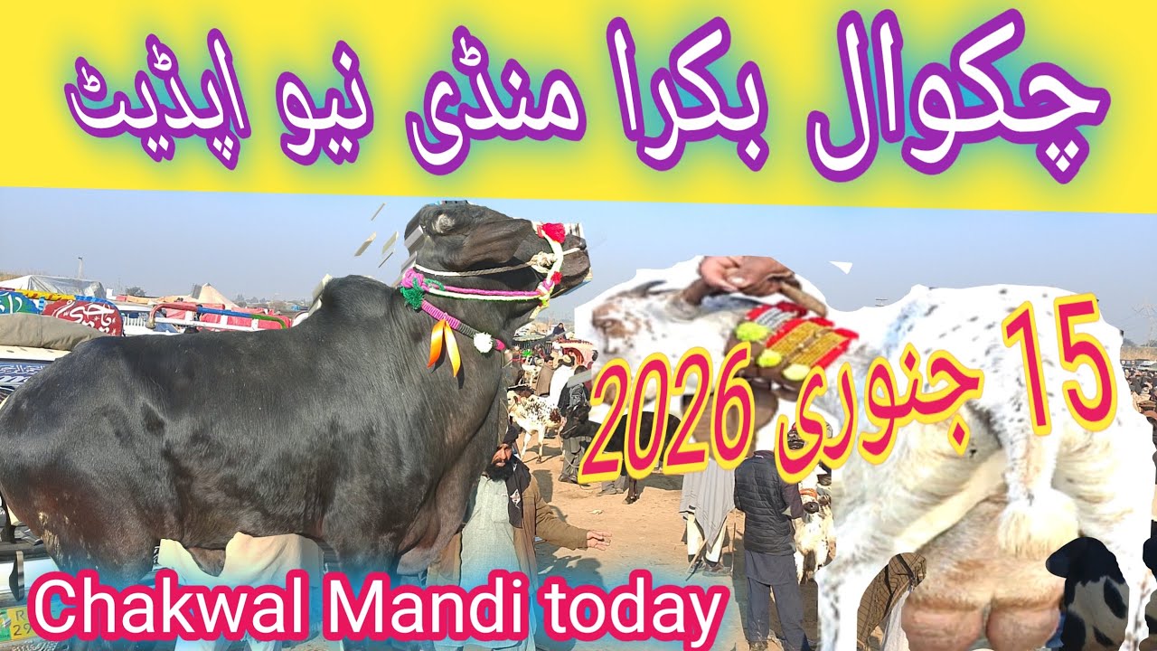 Chakwal Bakra Mandi new update 15.1.2026|Chakwal Mandi today update|Chakwal Mandi latest 