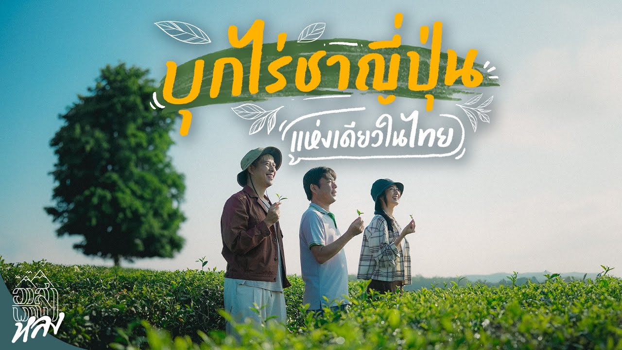 บุกไร่ชาสัญชาติญี่ปุ่นแห่งเดียวในไทย | อาสาพาไปหลง
