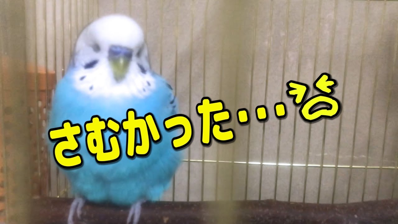 風邪ひきうめとごまの寝場所調査【テント教えました】　セキセイインコ・ウロコインコ