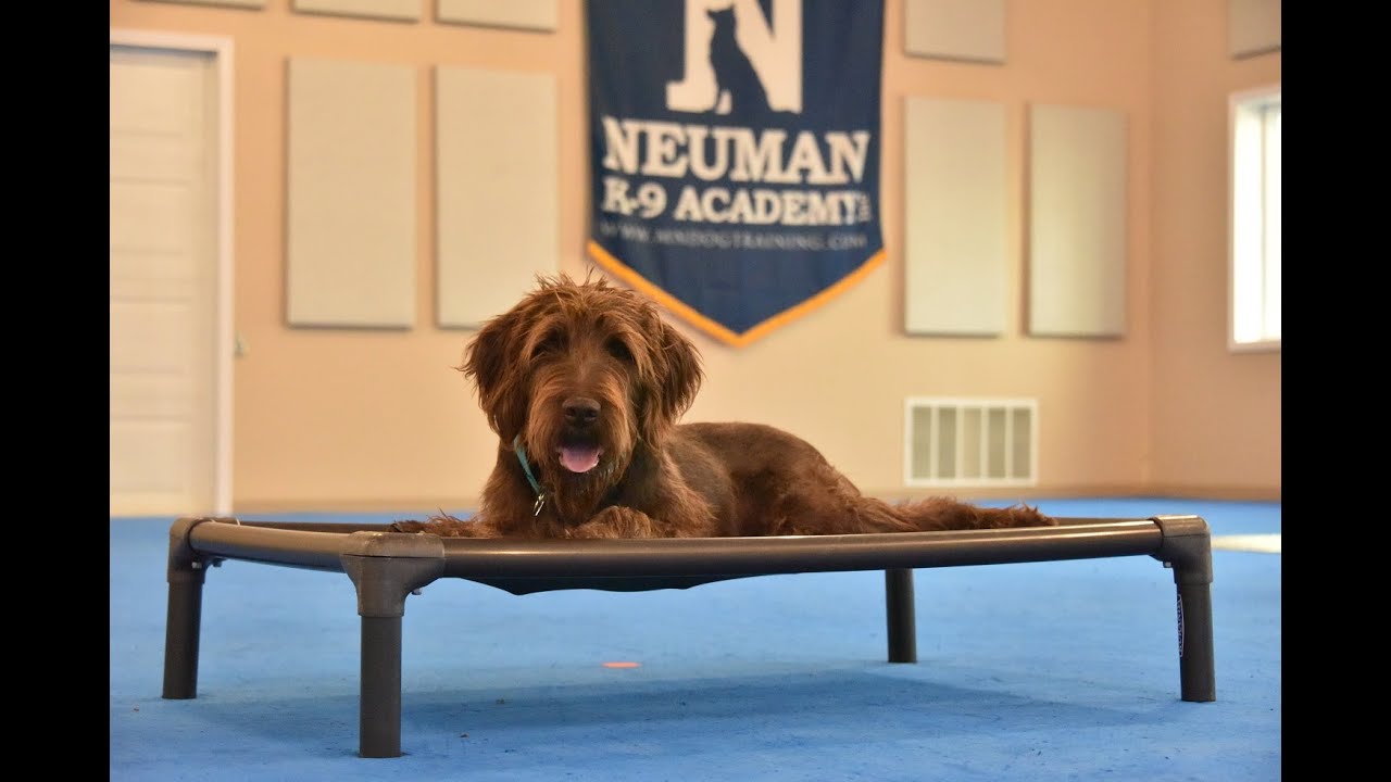 Jac (Pudelpointer) Puppy Camp Dog Training Video Demonstration