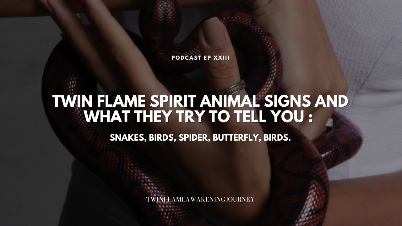 Twin Flame Spirit Animal Sings and what they try to tell you