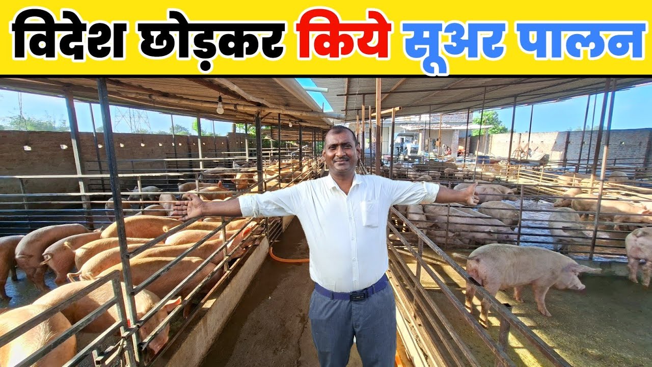 विदेश की नौकरी छोड़कर सूअर पालन || pig farming