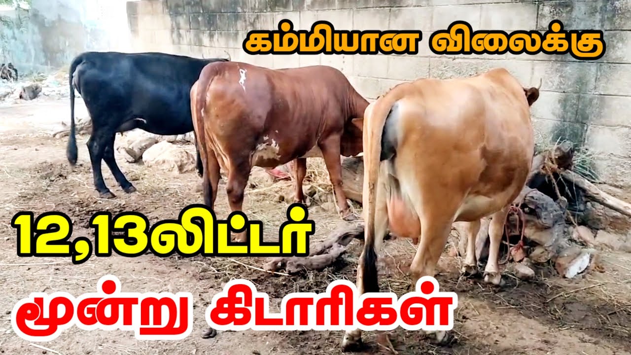 முத்தான மூன்று ஜோடி ஜெர்சி தல ஈத்து கிடாரிகள் 2பல், 4 பல் கிடாரிகள் குறைந்த விலைக்கு விற்பனைக்கு #hf