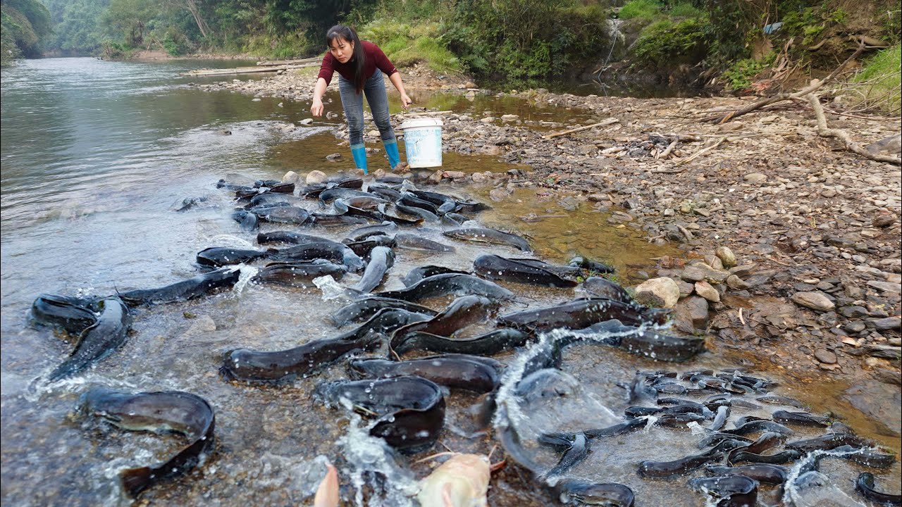 The Beautiful Girl Made a Bait Trap and Caught a Huge School of Fish in the Stream.