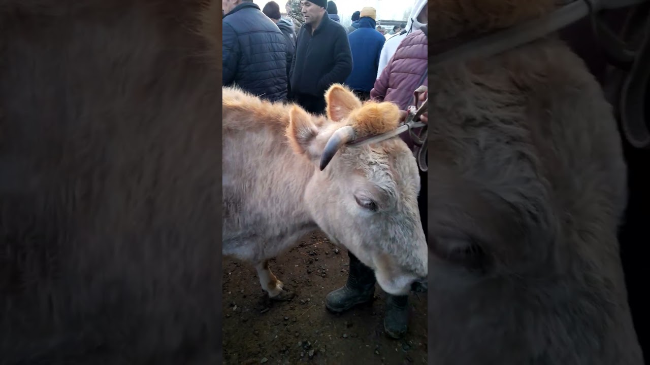 Ноокат Арал мал базары 08.03.2026 жыл