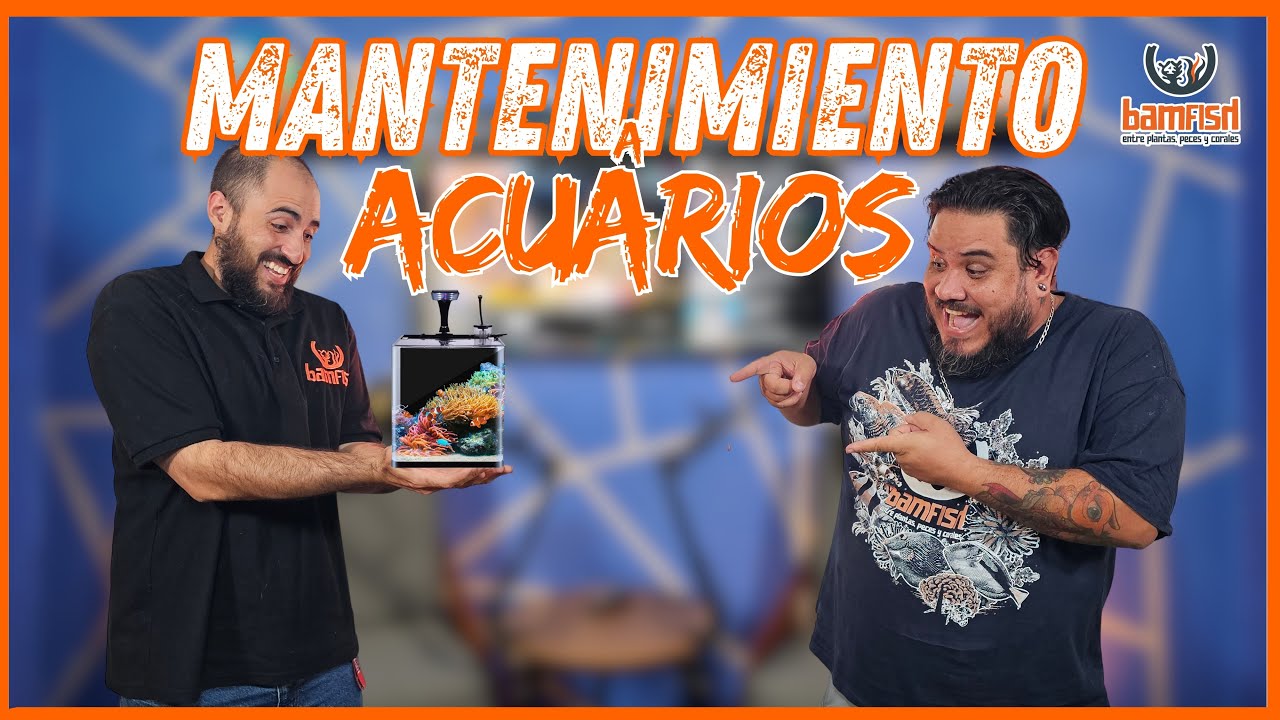 Cómo Realizar un MANTENIMIENTO correcto a tu ACUARIO--