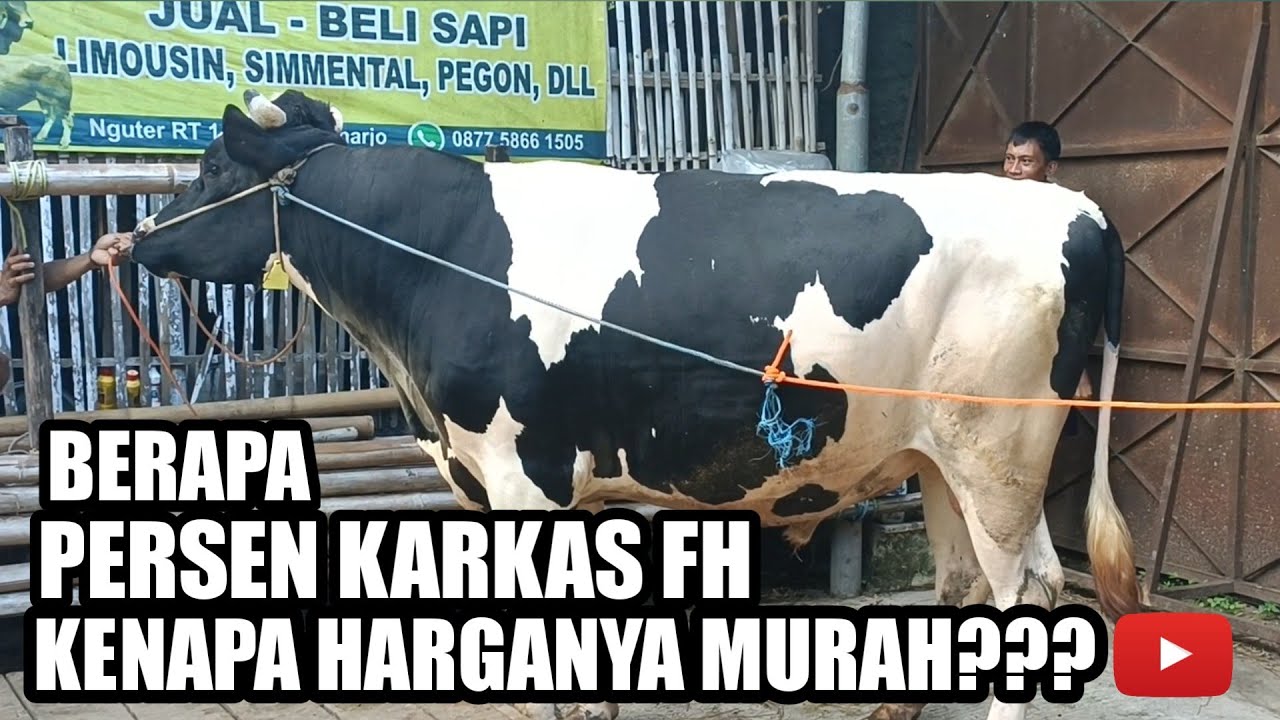Berapa Persen Karkas FH / Perah Jantan, Kenapa Harganya Murah ⁉️