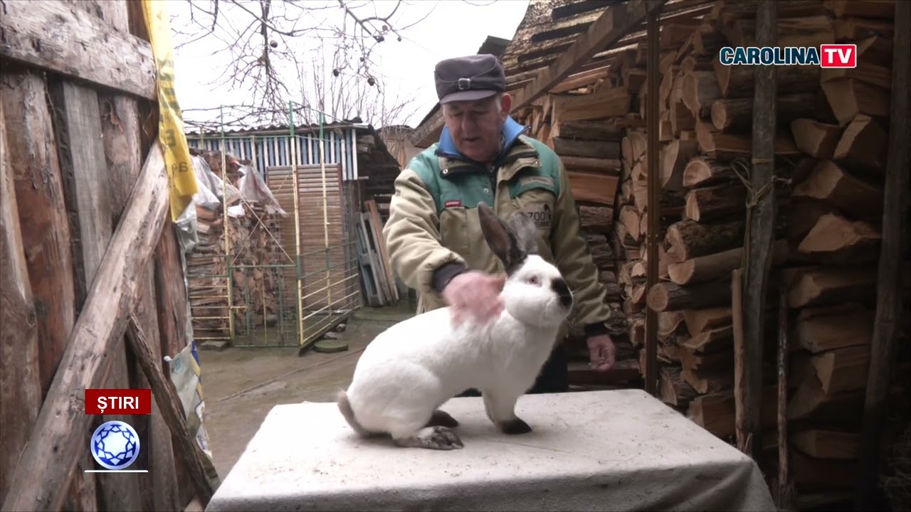 Uriașul de Transilvania