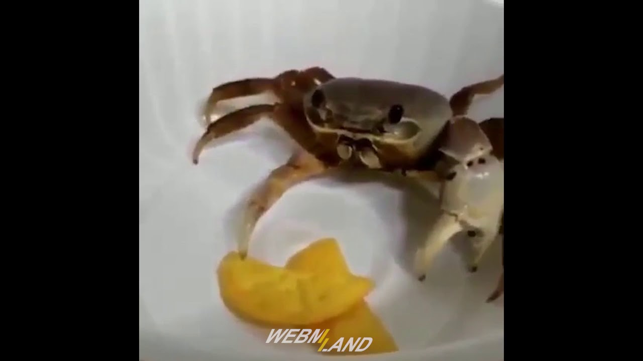 Крабыч + крабовый чипс