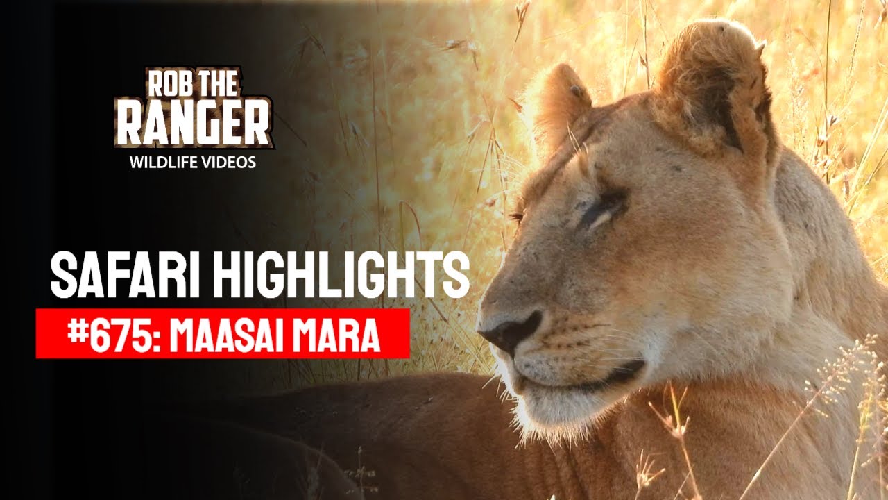 Safari Highlights #675: 18 & 19 March 2022 | Lalashe Maasai Mara | Latest #Wildlife Sightings