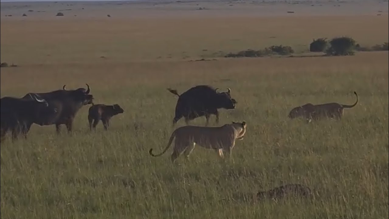 lions struggle to attack a calf buffalo protecting around by buffalo herd video 