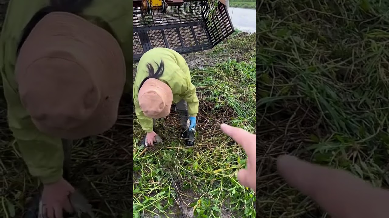 JCB fishing in river part 10