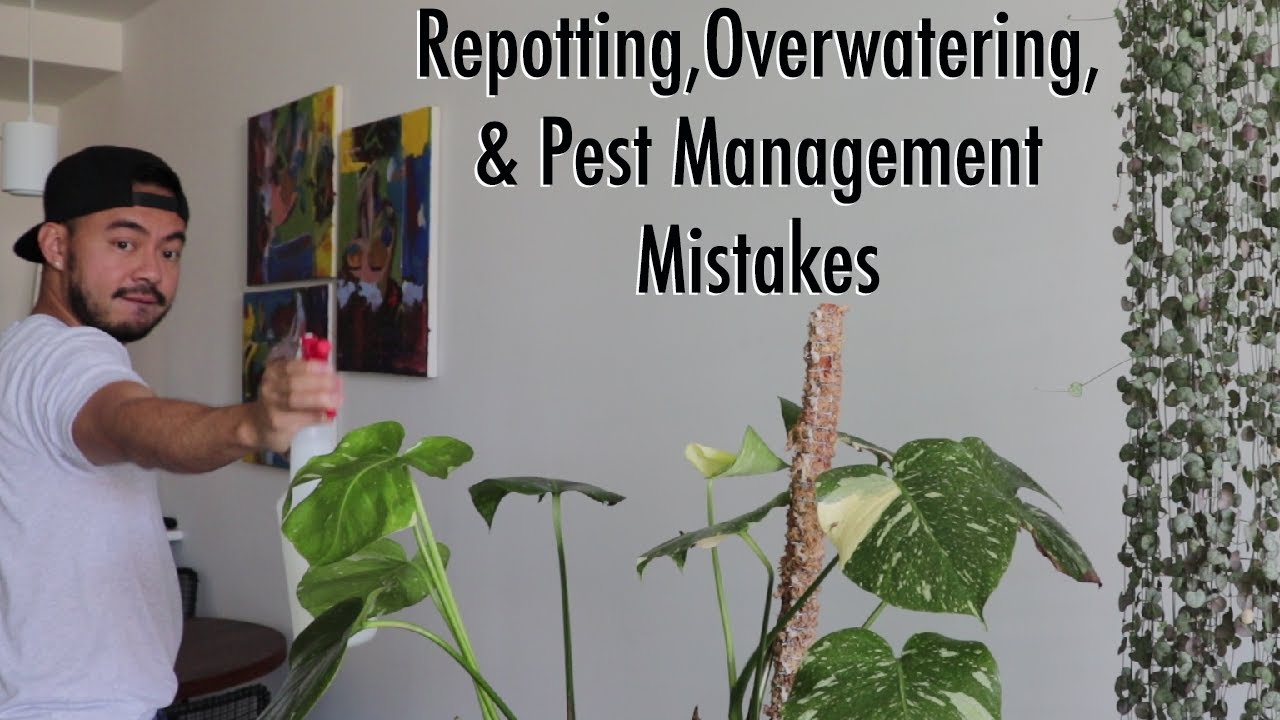Houseplant Fails | How to Fix Indoor Plant Care Mistakes