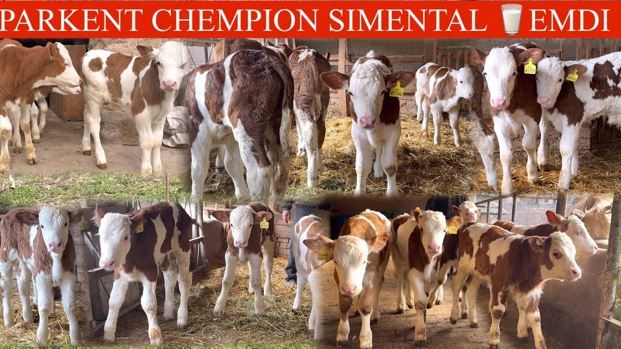 🥛SUT EMDI😳TOZA SIMMENTAL BUZOQLARI K. BUNAQASI KAM KELADI E QOYIL MANA IMKON💥🏃