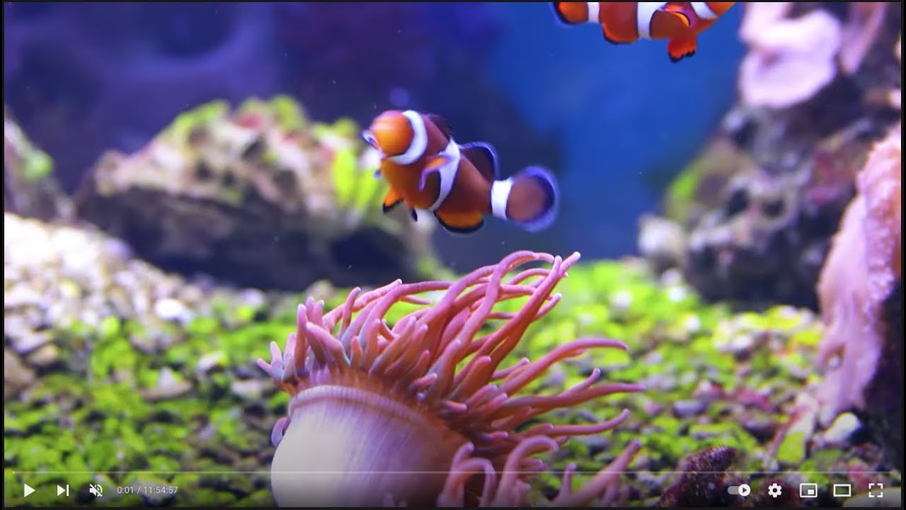 11 ORE Stupende meraviglie subacquee in 4K + musica rilassante