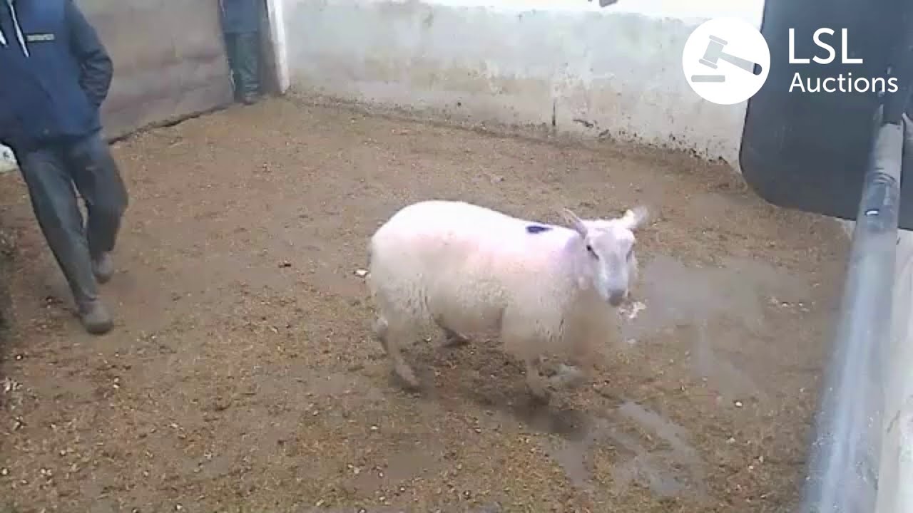 LSL Auctions - Rams at Manorhamilton Livestock Sales Sheep sale last night - LSLAuctions.com