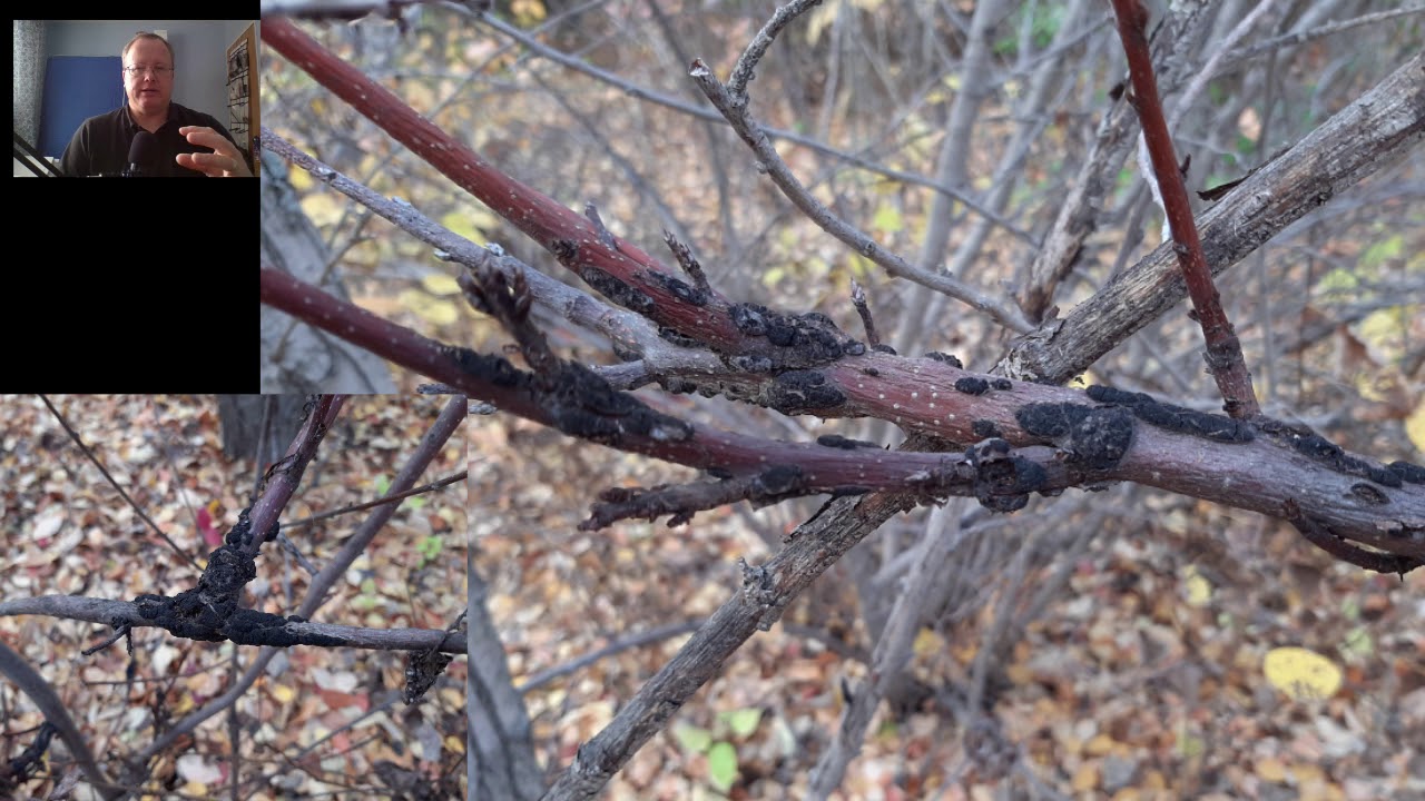 Black Knot of Prunus