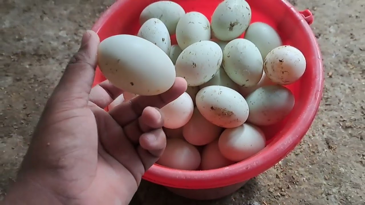 হাঁস খামার হচ্ছে একটি লাভজনক ব্যবসা আলহামদুলিল্লাহ 