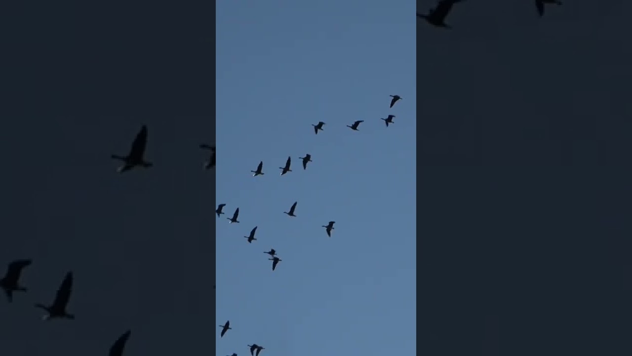 Caccia agli Acquatici 🦆
